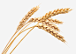 小麦植物成熟五谷