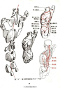 补充一下练习人体的问题，《艺用人体运动学》，很实用的一本书，给大家学习参考。书的下载链接：O【重要】艺用人体结构运动学.pdf