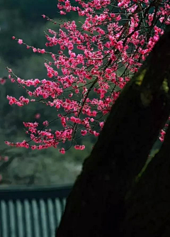 秋逸雅采集到梅兰竹菊