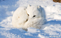 雪地上的精灵 北极狐 ​​​​