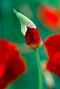 Eschscholzia californica 'Red Chief' 花菱草"红色首领"
