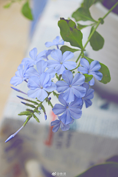 那鸣采集到花花草草