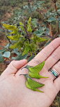 原生于澳大利亚，被当地人称为青鸟花的植物。学名：Crotalaria cunninghamii
