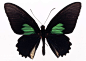黑色蝴蝶标本15