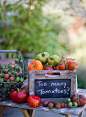 (via Heirloom tomatoes going crazy)