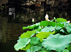 桃子会采集到二十四节气