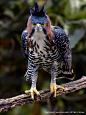 Ornate Hawk Eagle