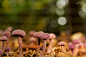 Photograph Among dead Leaves Life prevails by Marco Bergner on 500px