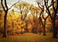 秋季的榆树 。中央公园（Central Park），纽约市，美国