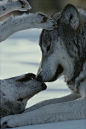 老阿姨在看着你Two gray wolves, Canis lupus, touch noses during a tender moment.Photo by Jim And Jamie Dutcher / National Geographic Stock