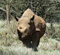 Rhino Loves Dropping By To Visit The People Who Rescued Him