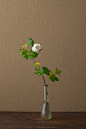 2012年6月22日（金）
枯野で芽を出し葉を広げるさまを、キジが坐るムシロに見立てた、とのこと。
花＝肝木（カンボク）、雉筵（キジムシロ）
器＝ローマングラス瓶（ローマ時代）