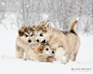 【美图分享】Oliver Wright的作品《Puppies in the Snow》 #500px#