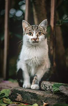 花花野兽采集到猫。独喜。