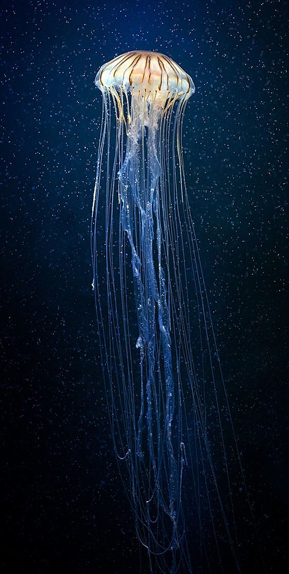 Jellyfish: