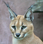 狞猫（Caracals）生活在非洲、中东和印度次大陆，虽然被称为小型猫科动物，但成年狞猫体重可达18千克，战斗力惊人，可以杀死一个成年男性。不过小狞猫看起来和普通小奶猫并没有什么区别～ （500px.com/andreasijansrud）（en.wikipedia.org/wiki/Caracal）