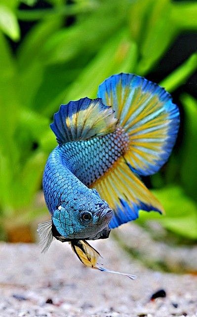 Gorgeous betta. Phot...