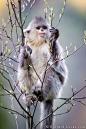 Photograph Snub-nosed Monkey by Will Burrard-Lucas on 500px