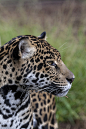 A jaguar may go “fishing” by waving its tail over the water to attract hungry fish.