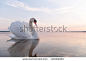 swan on blue lake water in sunny day, swans on pond, nature series