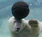 Polar Bear，一组可爱的北极熊水下摄影欣赏