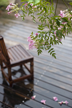 深谷小溪采集到花花草草