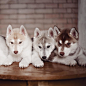 siberian-husky-dog-instagram-erica-tcogoeva-14