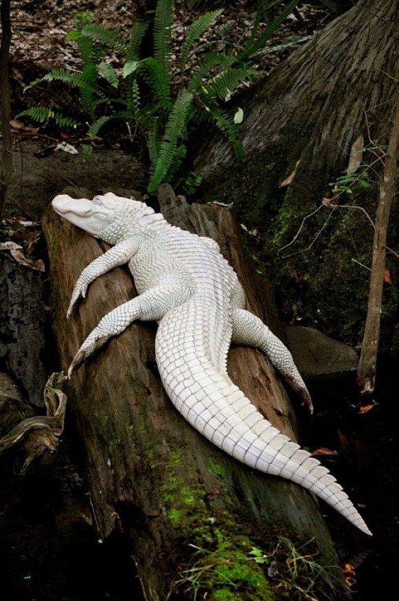 Albino Alligator | C...