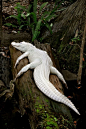 Albino Alligator | Cutest Paw