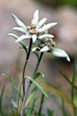 雪绒花（Leontopodium alpinum）。从前奥地利的一些年轻人甘愿冒着生命危险，攀上陡峭的山崖，只为摘下一朵雪绒花献给自己的心上人，因为只有雪绒花才能代表为爱牺牲一切的决心。由于很难一睹雪绒花的芳颜，所以在奥地利，人们会认为见过雪绒花的人都是英雄。