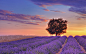 Lavender field, France for 1920 x 1200 widescreen resolution #壁纸#