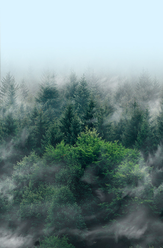 森林 雾