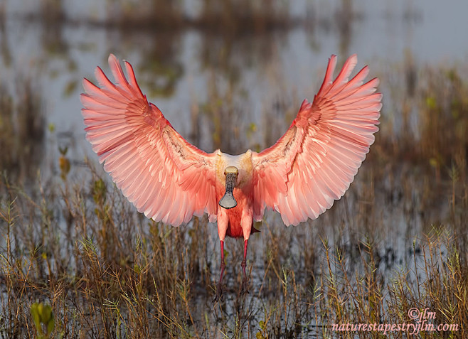 粉红琵鹭 Platalea ajaja ...