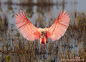 粉红琵鹭 Platalea ajaja 鹈形目 鹮科 琵鹭属
Showing Off My Colors  In The Early Morning Light by Judylynn Malloch on 500px