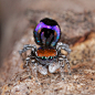 libutron:

Peacock Spider - Maratus robinsoni 
Peacock spiders are a group of mostly small and compact Australasian salticid (genus Maratus) in which the adult males have a plate (the fan) of dense scales, often brilliantly colored and highly iridescent,
