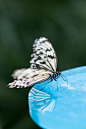 reflection of the butterfly by Wister Sun on 500px