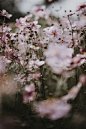 Soft pink anemone florals | HD photo by Annie Spratt (@anniespratt) on Unsplash : Download this photo by Annie Spratt (@anniespratt)