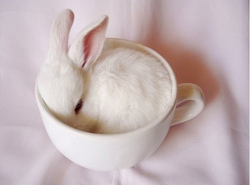 杯子兔