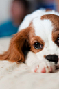 moj-beli-cvet:

Cavalier King Charles Spaniel
