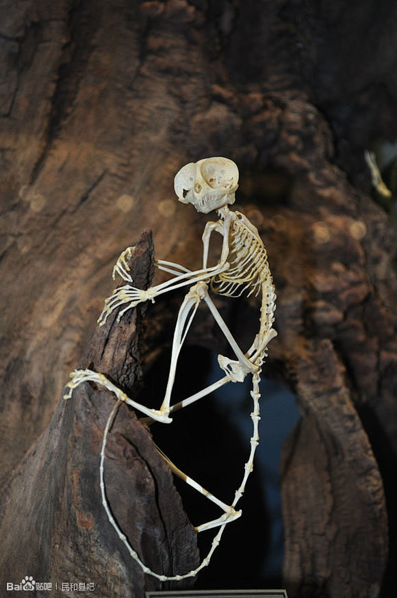 俄克拉荷马的骨骼博物馆的眼镜猴骨骼标本—...