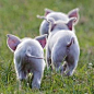 Piglets Cuteness!!!!!.: 