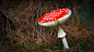 Fliegenpilz (Amanita muscaria) by Michael Weidemann on 500px