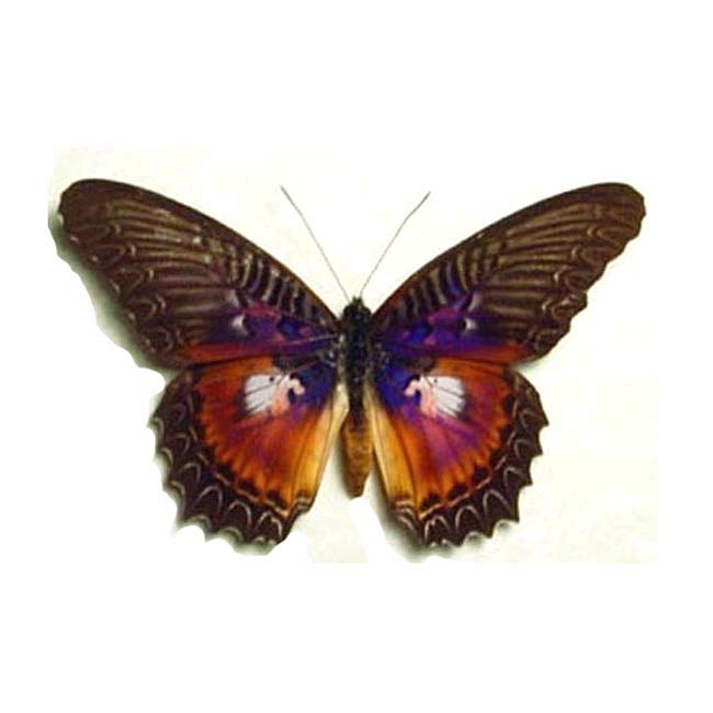 Cethosia myrina sarn...