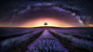 Lavender Field & Milky Way I