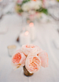 Peach garden roses