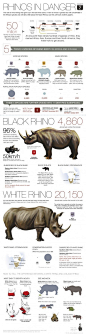 图表--rhino poaching