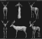 Red Deer - Anatomy Study (WIP)