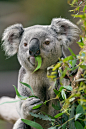 Koala-eating-eucalyptus