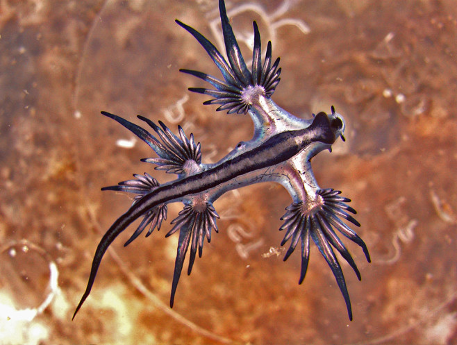 Glaucus Atlanticus b...