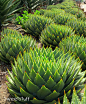 Aloe polyphylla all in a row : Explore Sweetstuff "Candy" photos on Flickr. Sweetstuff "Candy" has uploaded 2832 photos to Flickr.